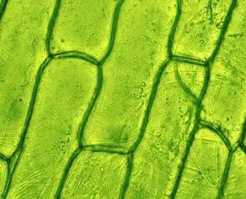 Transparent Wood is Good